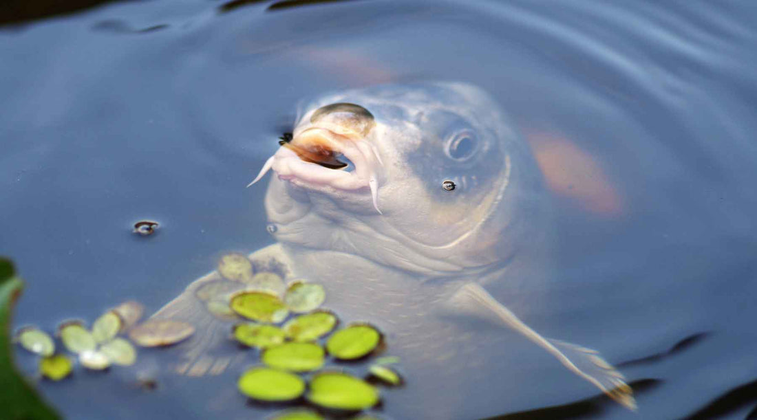 Why Aeration Is Crucial for Healthy Ponds and Water Features - AquaGarden