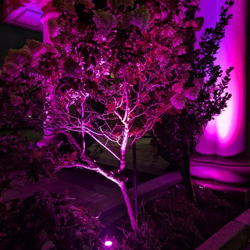 Tree illuminated with pink lighting against a dark background