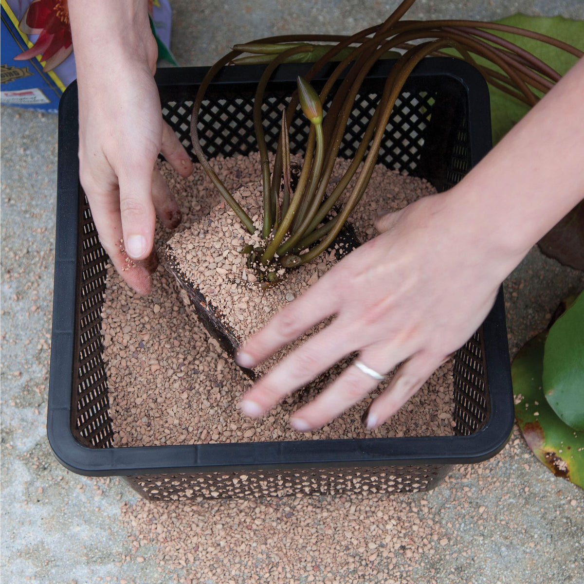 Aquatic plant being planted in Atlantic-Oase Aquatic Basket