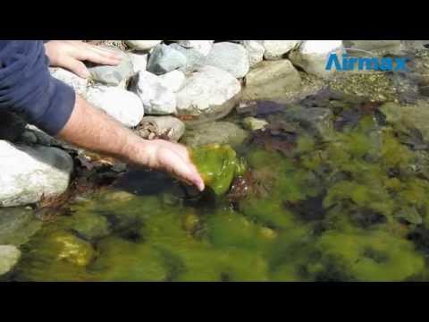 CrystalClear D-Solv Oxy Pond Cleaner video